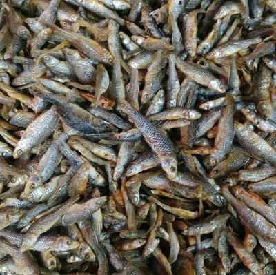 強力推薦 美味油炸小青魚，海味干貨批發(fā)，量多優(yōu)惠