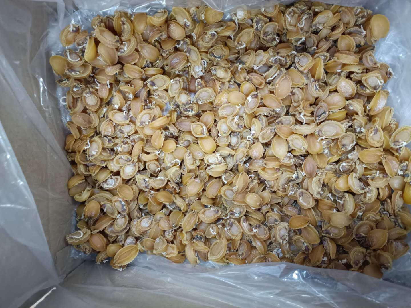 南非吉品鮑魚 陳年老鮑批發的優選之選