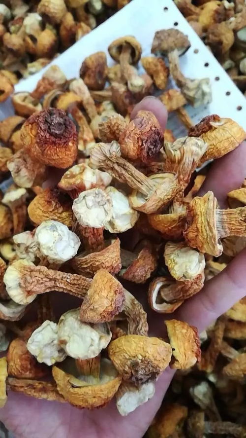 昌盛海味行 海產(chǎn)干貨批發(fā)與零售的一站式選擇